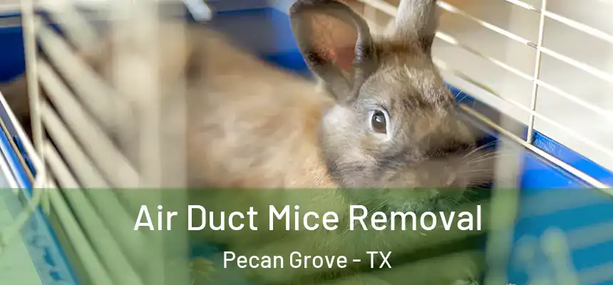 Air Duct Mice Removal Pecan Grove - TX