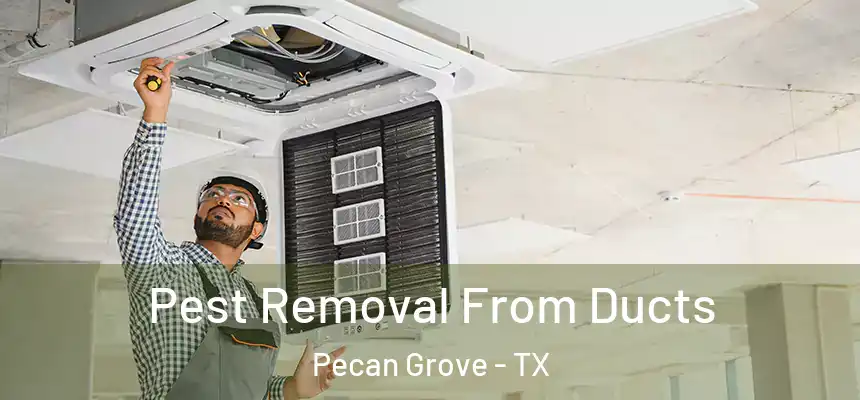 Pest Removal From Ducts Pecan Grove - TX